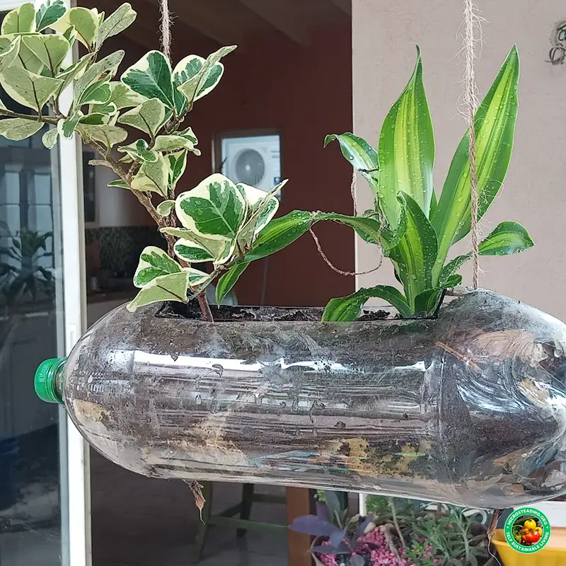Ornamental Plants in Recycled Plastic Soda Bottle