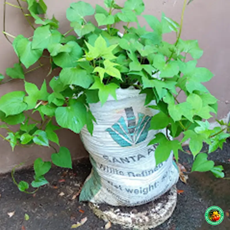 Sweet potatoes in a bag, week 3 of growth