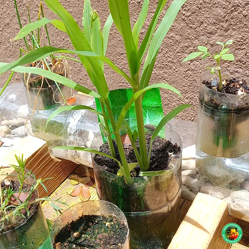 Efficient Watering Techniques for Grow Bags