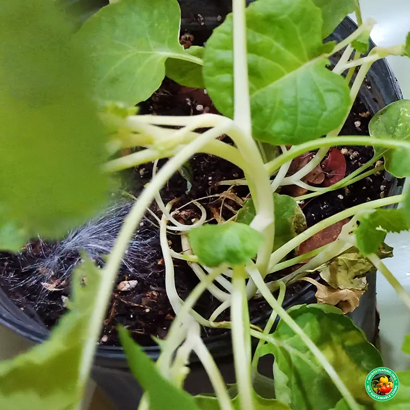Broccoli Bolting Example – Sign of Underwatering in Grow Bags