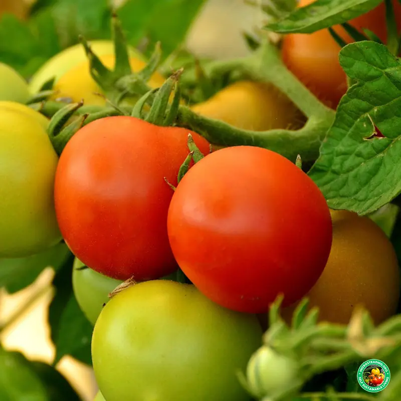 Bush Tomatoes (Determinate Varieties)