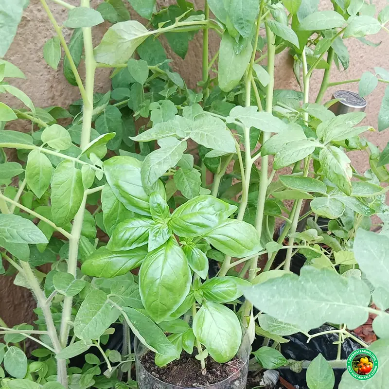 Companion Planting in Grow Bags - Smart Pairings for Small Spaces