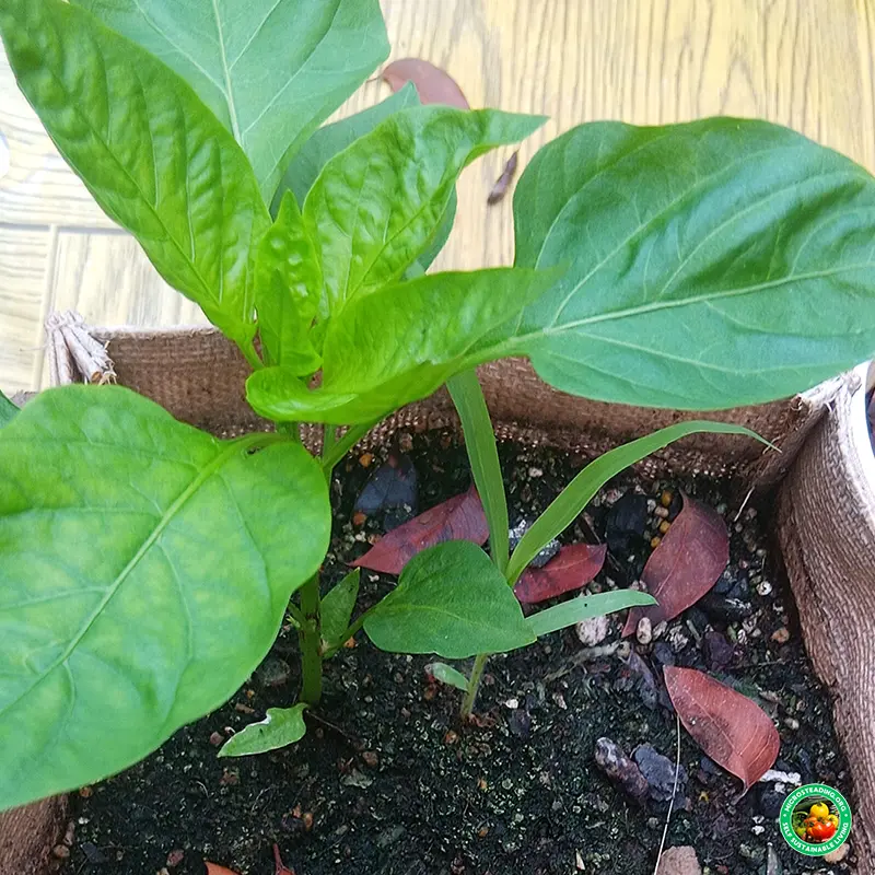 🌱 Top 5 Crops That Thrive in Grow Bags