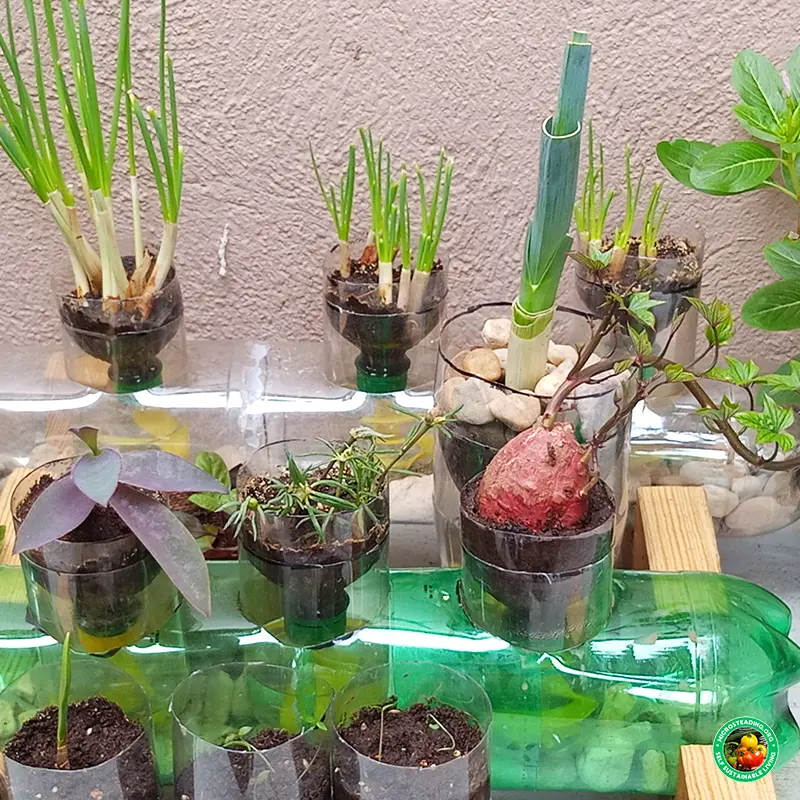 Grow Bag Placement for Sunlight - Find the Sweet Spot