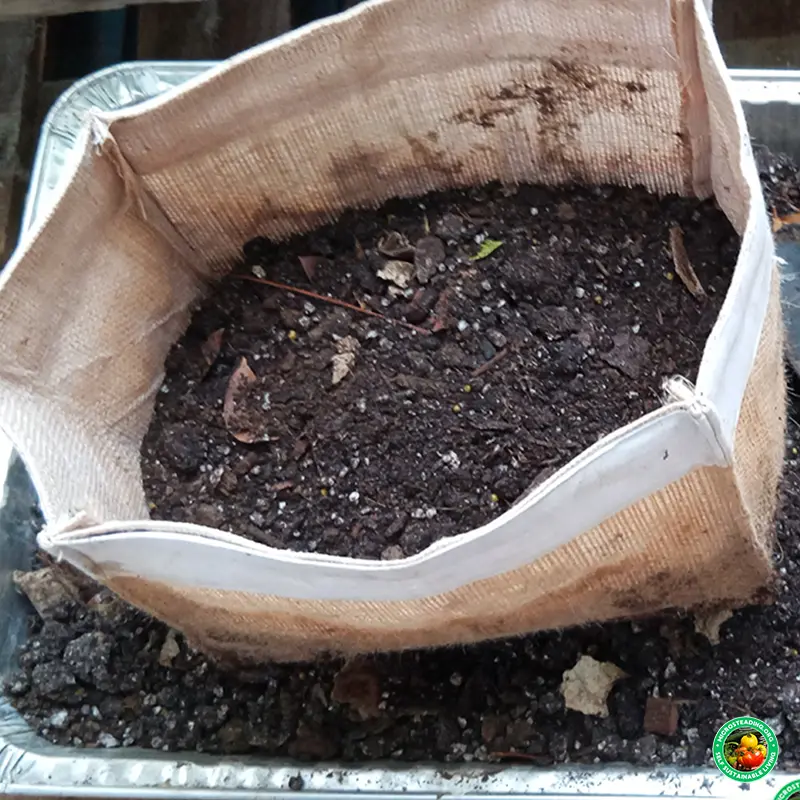 Choosing the Right Size Grow Bag for Every Crop