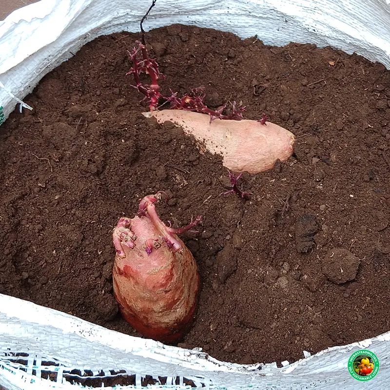 Starting Sweet Potatoes in a Grow Bag