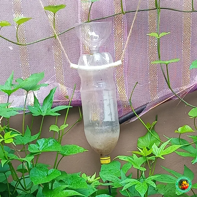 How to Set Up a Self-Watering Grow Bag System