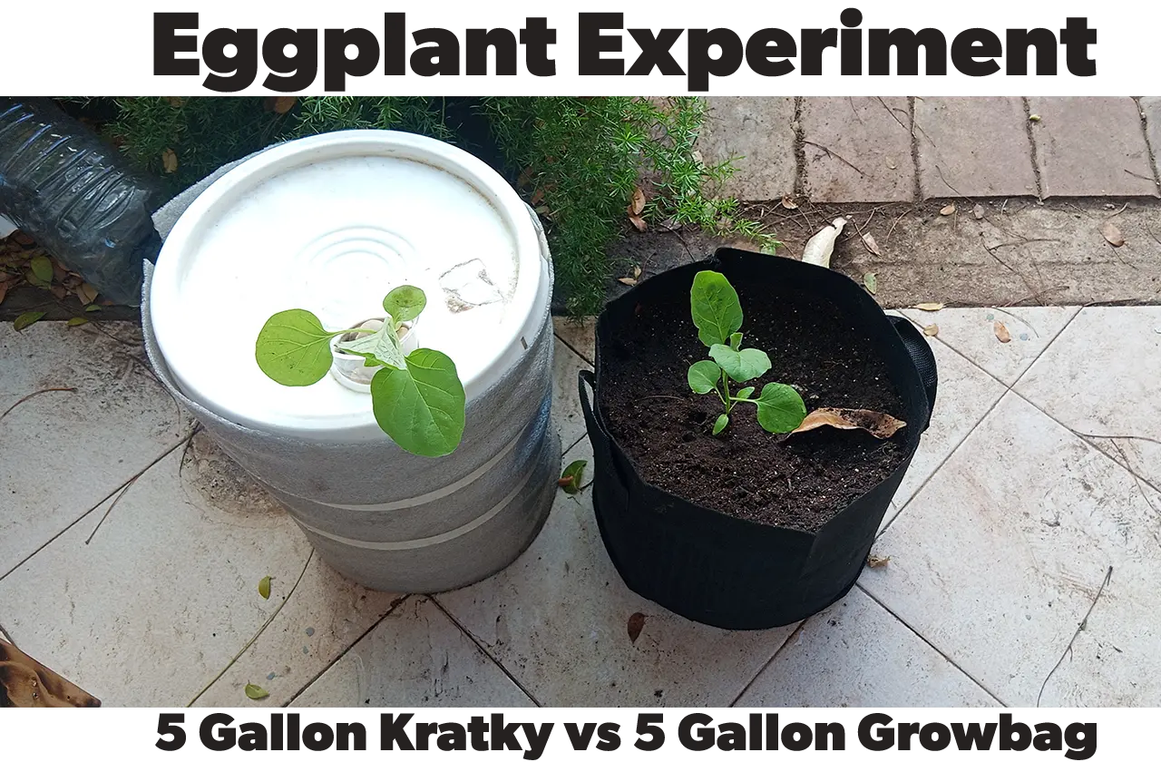 Eggplant Soil vs Krattky | Which Will Win