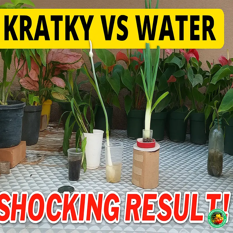 Hydroponic Leek Regrow Test – Kratky vs Water