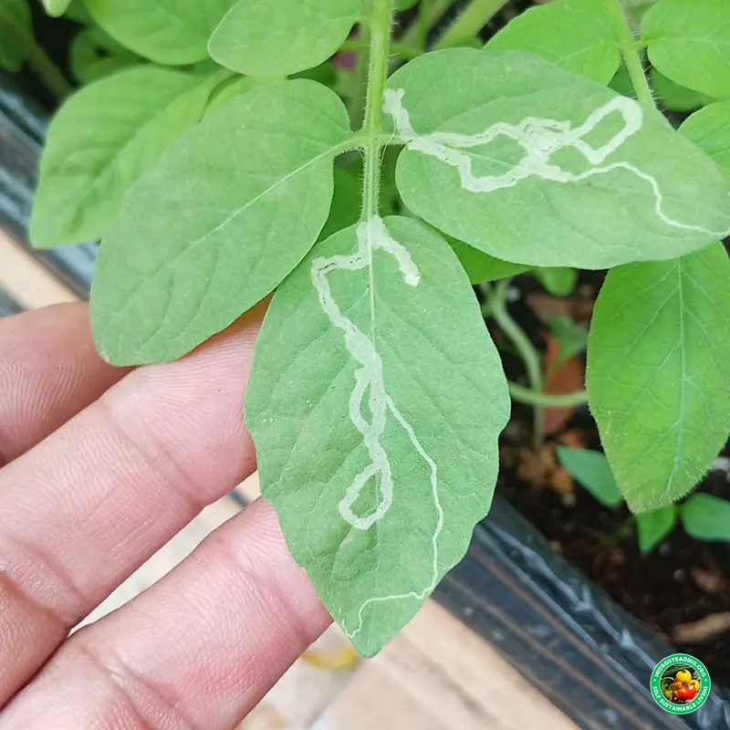 Distinctive marks left by leaf miners