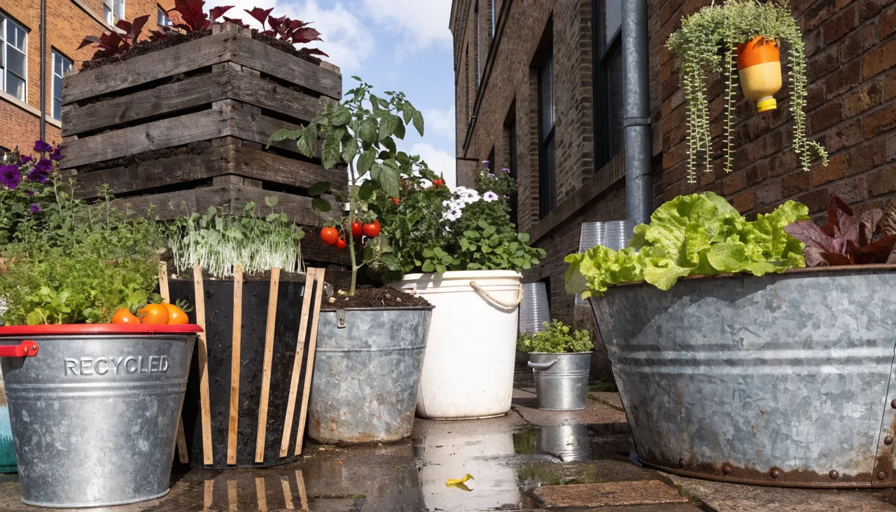 Microsteading for Urban Gardens, DIY Growing & Sustainability