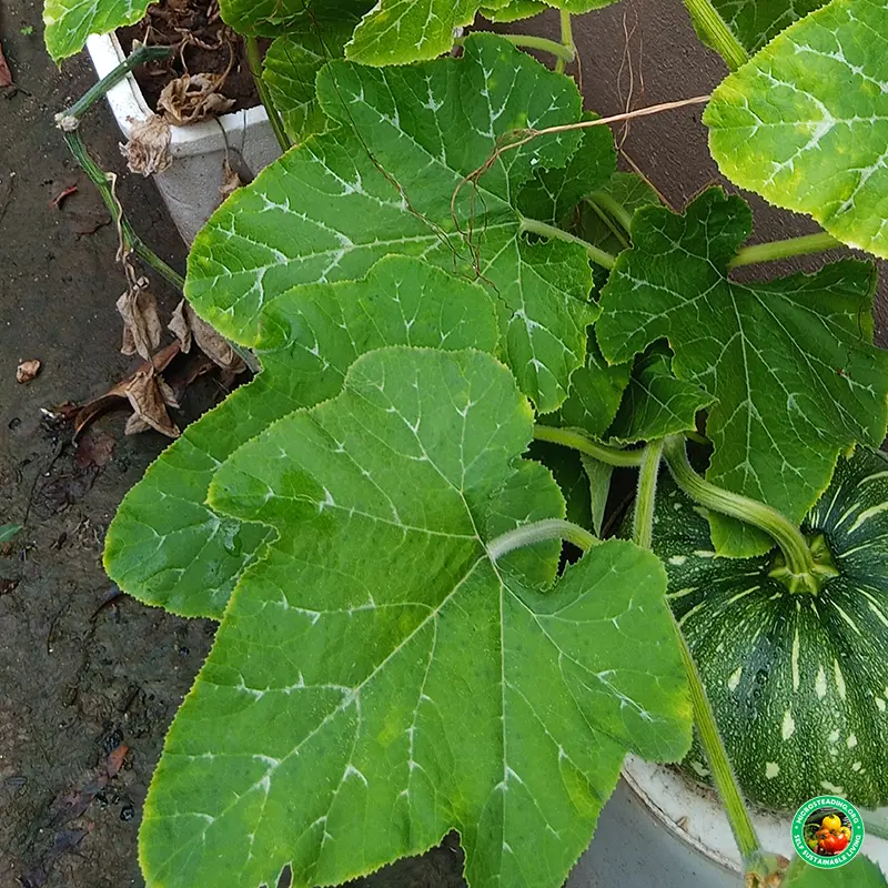 Vertical Gardening with Grow Bags