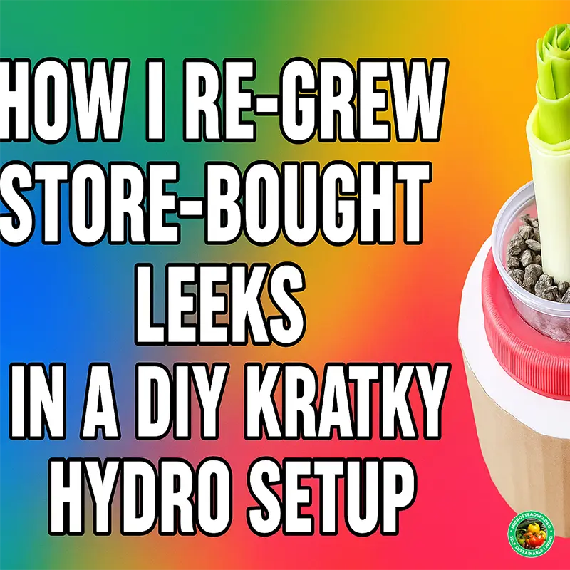 How I Re Grew Store Bought Leeks in a DIY Kratky Hydro Setup