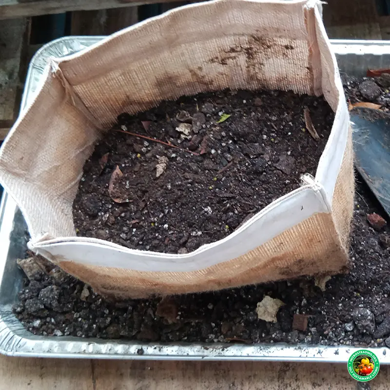 Best Soil Mixes for Grow Bags